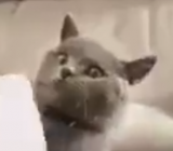 Molto