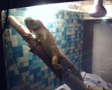 thodoris boulgaridis