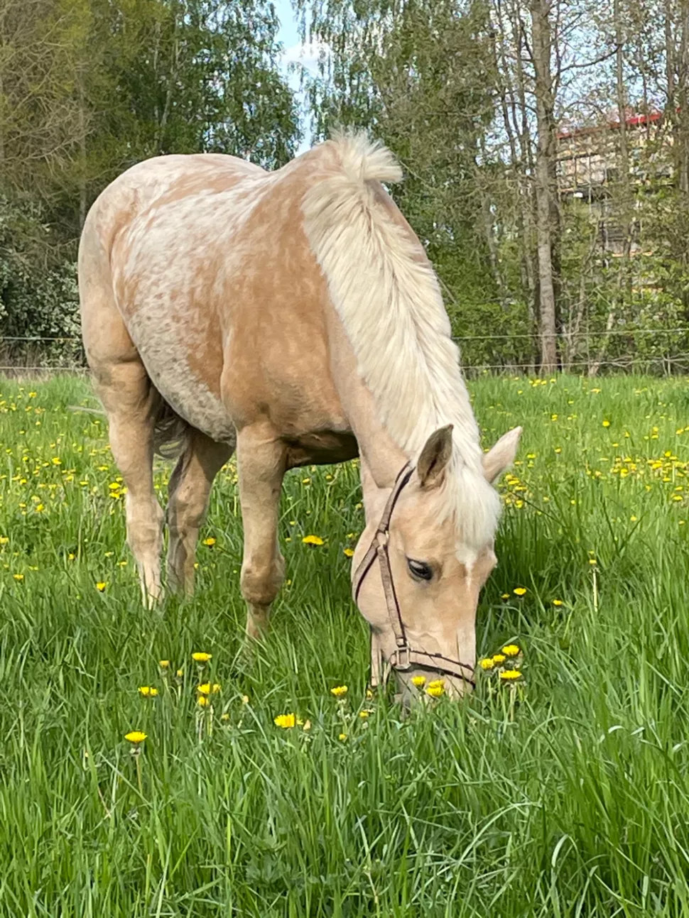 valheim pony