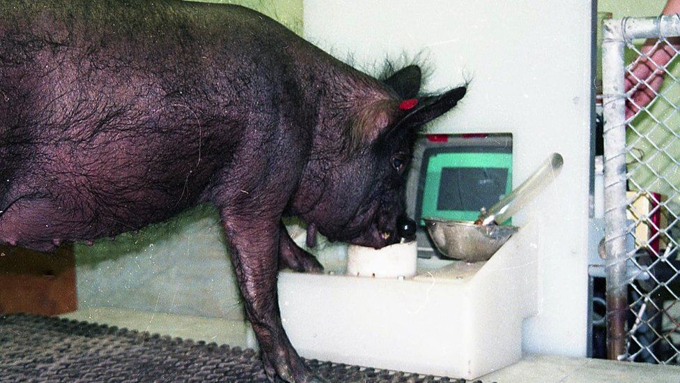 pig 2 plays games