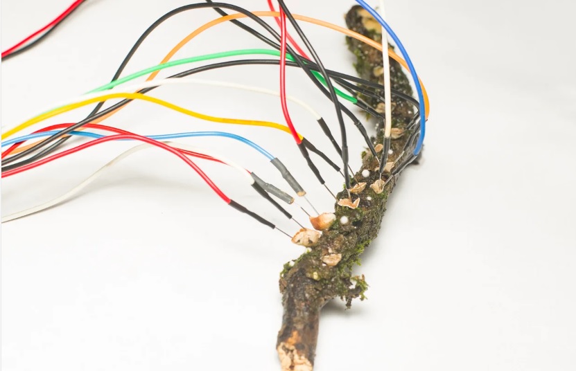 the last of us real life fungus uk pc 1