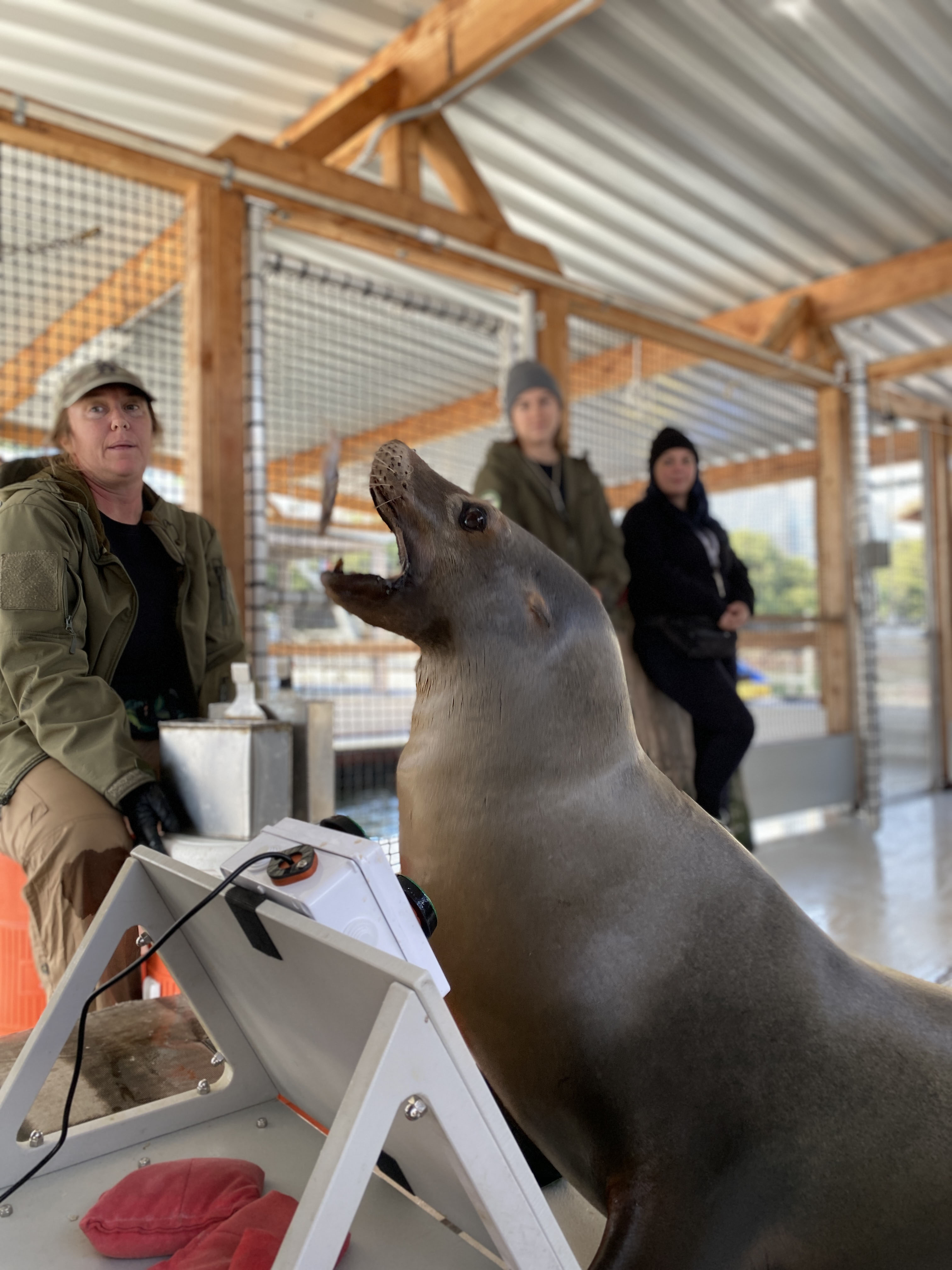 us navy sea lions video games 2