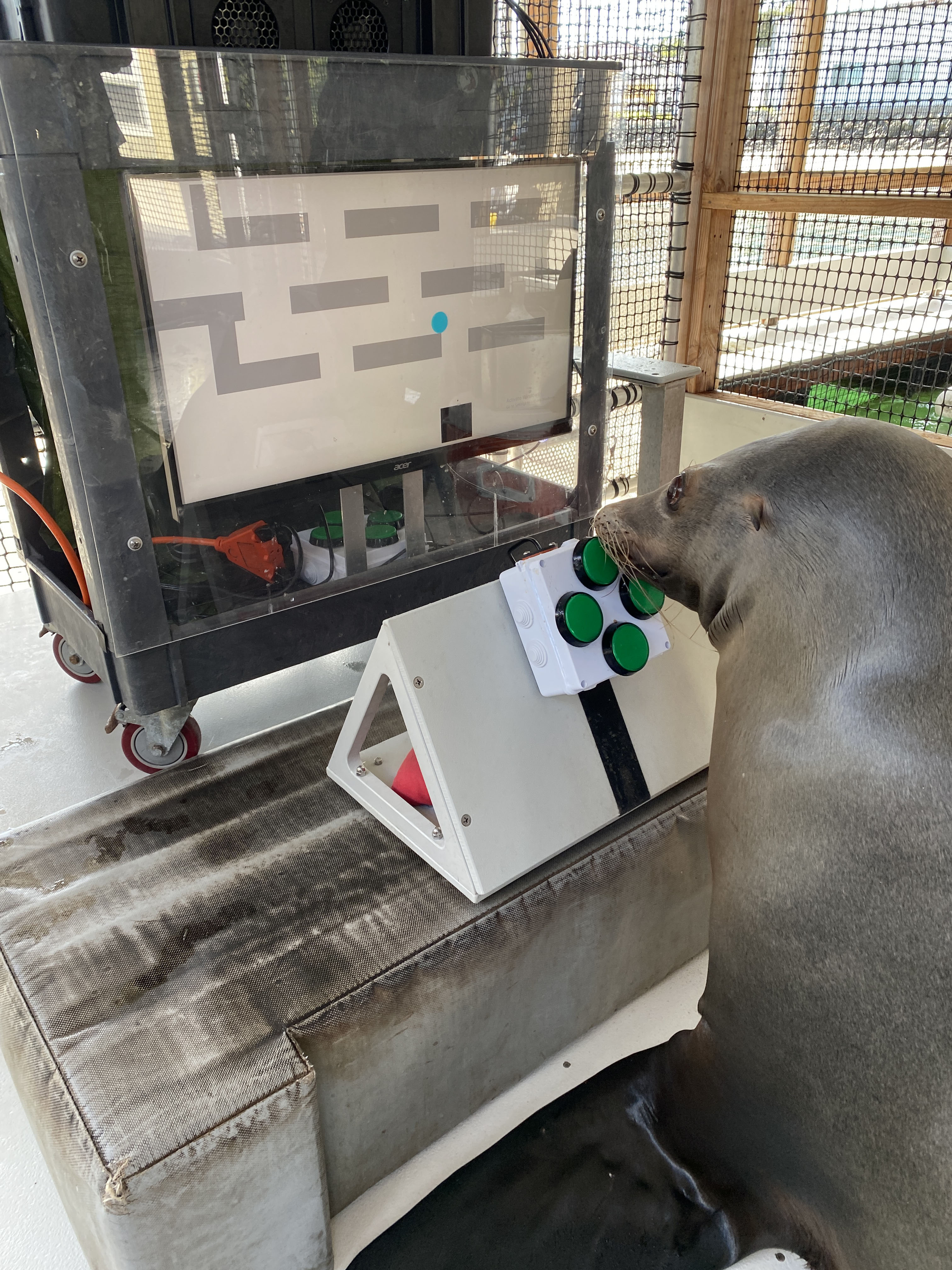 us navy sea lions video games