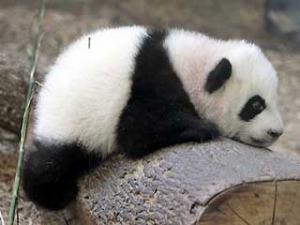 Πωλήσεις FIFA 13 και WoW: Mists of Pandaria