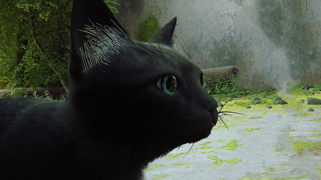 Modders βάζουν τις γάτες σας στο Stray