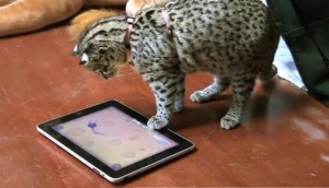 Ζωάκια παίζουν με iPad και iPhone!