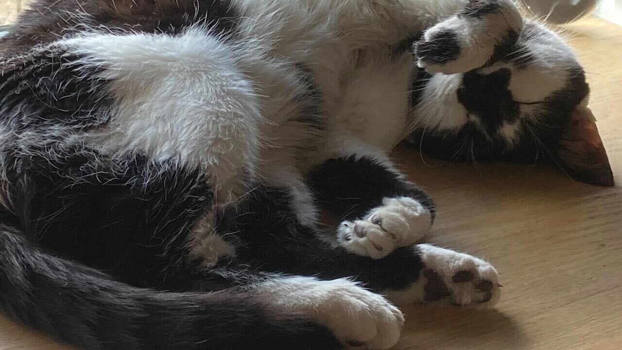 Η Mega Cat Studios (God of War: Sons of Sparta) πήρε το όνομά της από μία πραγματική γάτα!