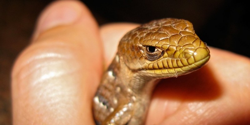 Συνελήφθησαν hackers των Lizard Squad