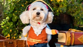 Rare: Ημερολόγιο 2019 με τα χαριτωμένα σκυλάκια των developers