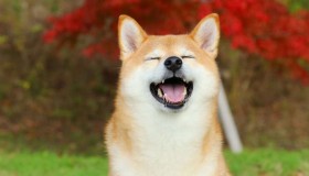 dogecoin-dog-meme-coins-tokens-gID_7