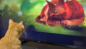 catswatchstrayu