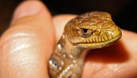 Συνελήφθησαν hackers των Lizard Squad