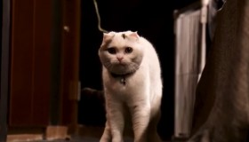 street-fighter-6-cat